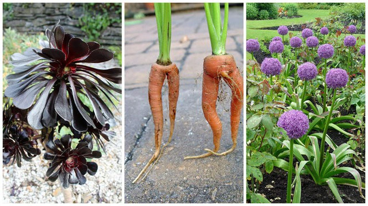 10 Cool Plants To Get Kids Into Gardening Pennlive Com