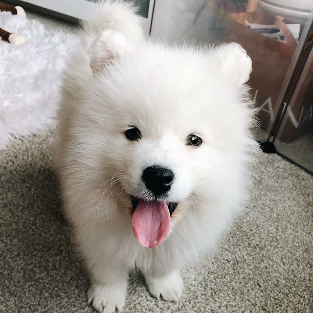 14 Smiling Facts About Samoyed Dogs The Dogman