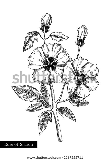 39 Rose Sharon Tattoo Images Stock Photos 3D Objects Vectors