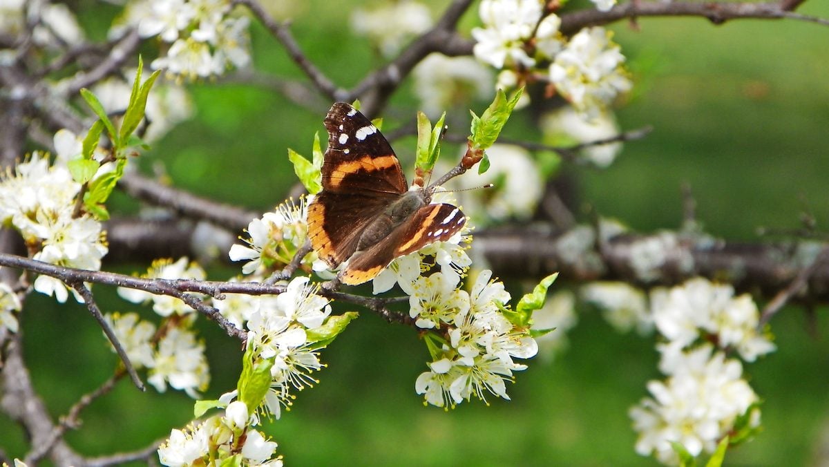 Beautiful Embroidered Red Admiral Butterfly