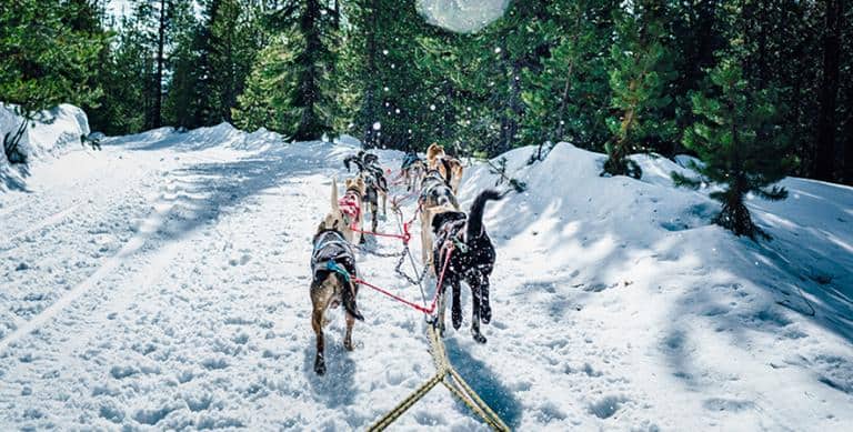 Central Oregon Sled Dogs Train Tirelessly For Upcoming Event Newsbreak