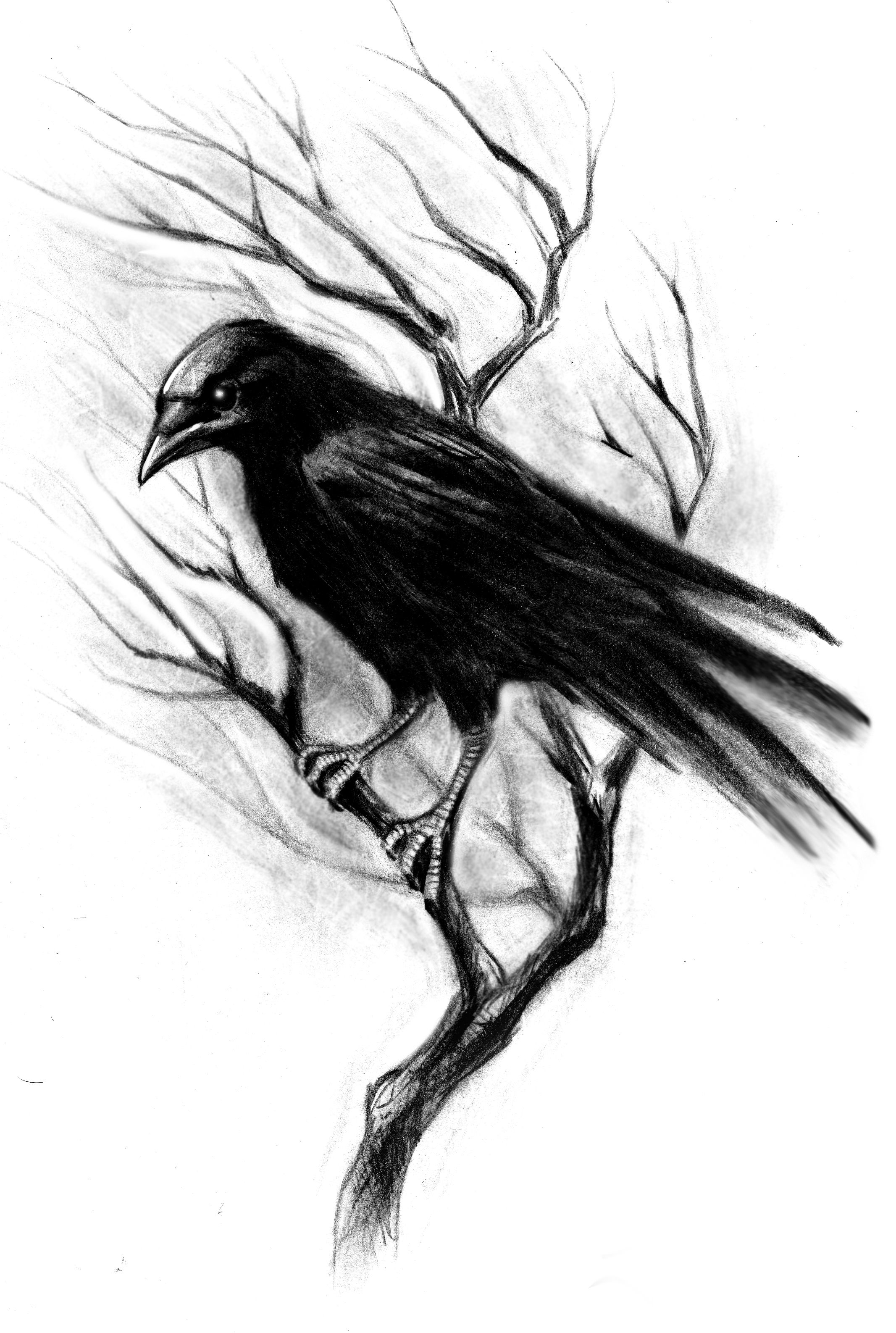 Crow Tattoos Tattoo Designs Tattoo Pictures