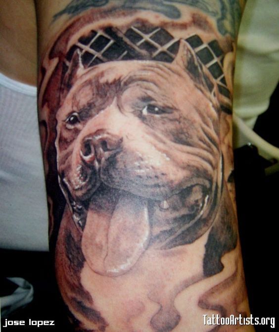 Ghim Tr N Pitbull Tattoos