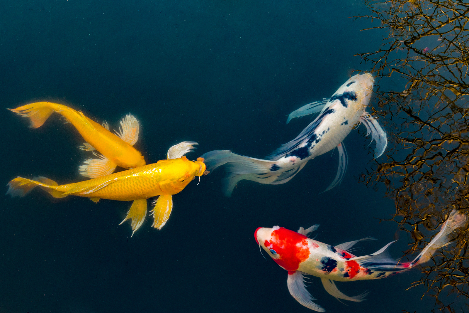 Meaning And Symbolism Of Koi Fish In Feng Shui Lovetoknow In 2023