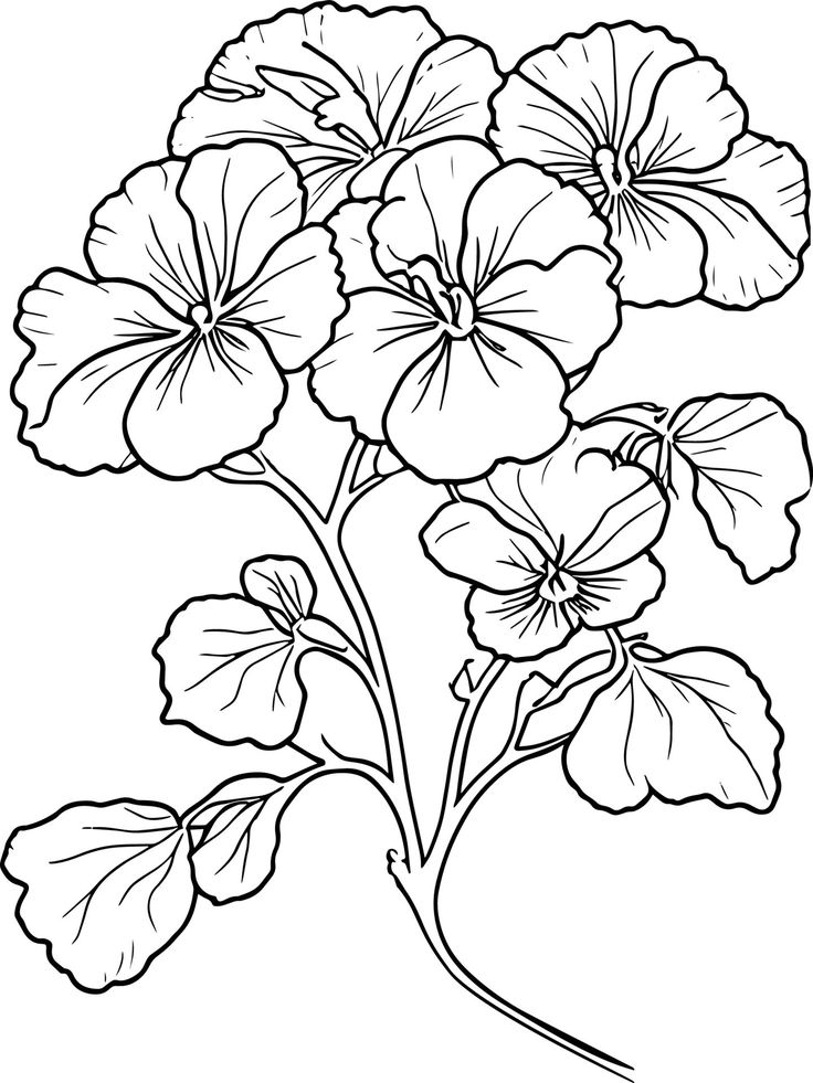 Pansy Flower Drawing Outline Traditional Pansy Tattoo Pansy Line Drawing Vector Sketch Hand