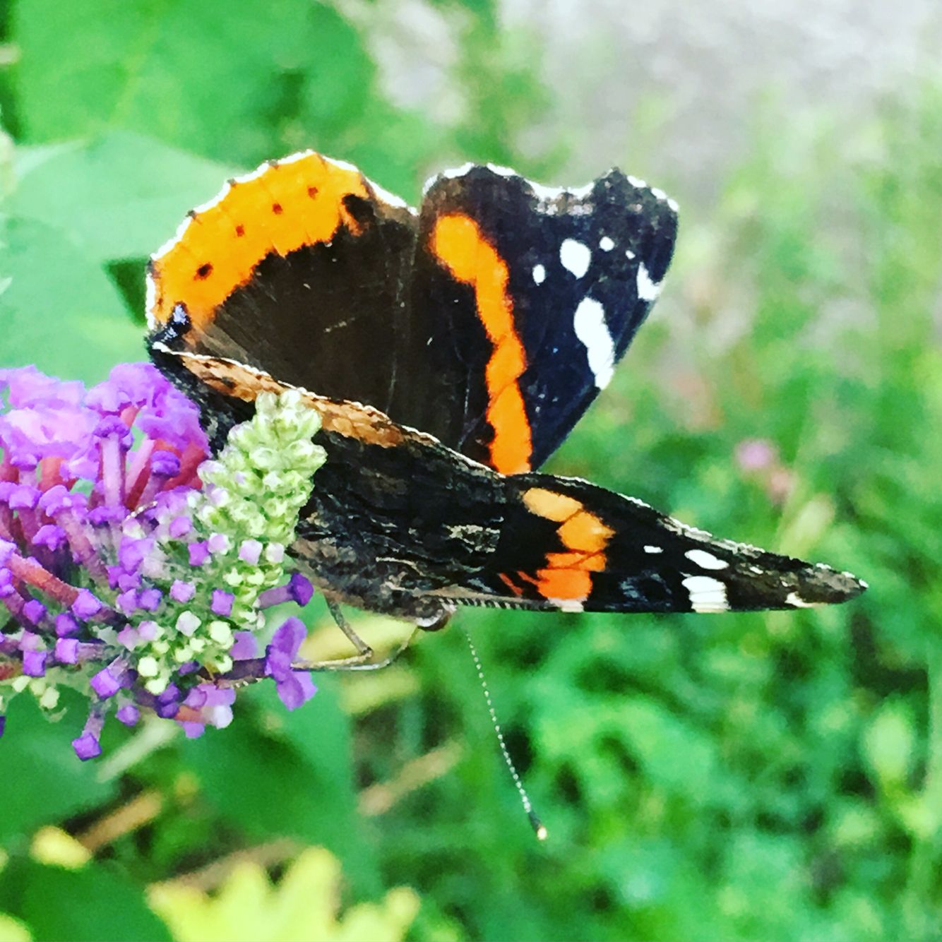 Red Admiral Butterfly Butterfly Beautiful Pictures