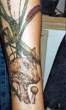 Reptile Tattoos Tattoo Designs Tattoo Pictures Page 3