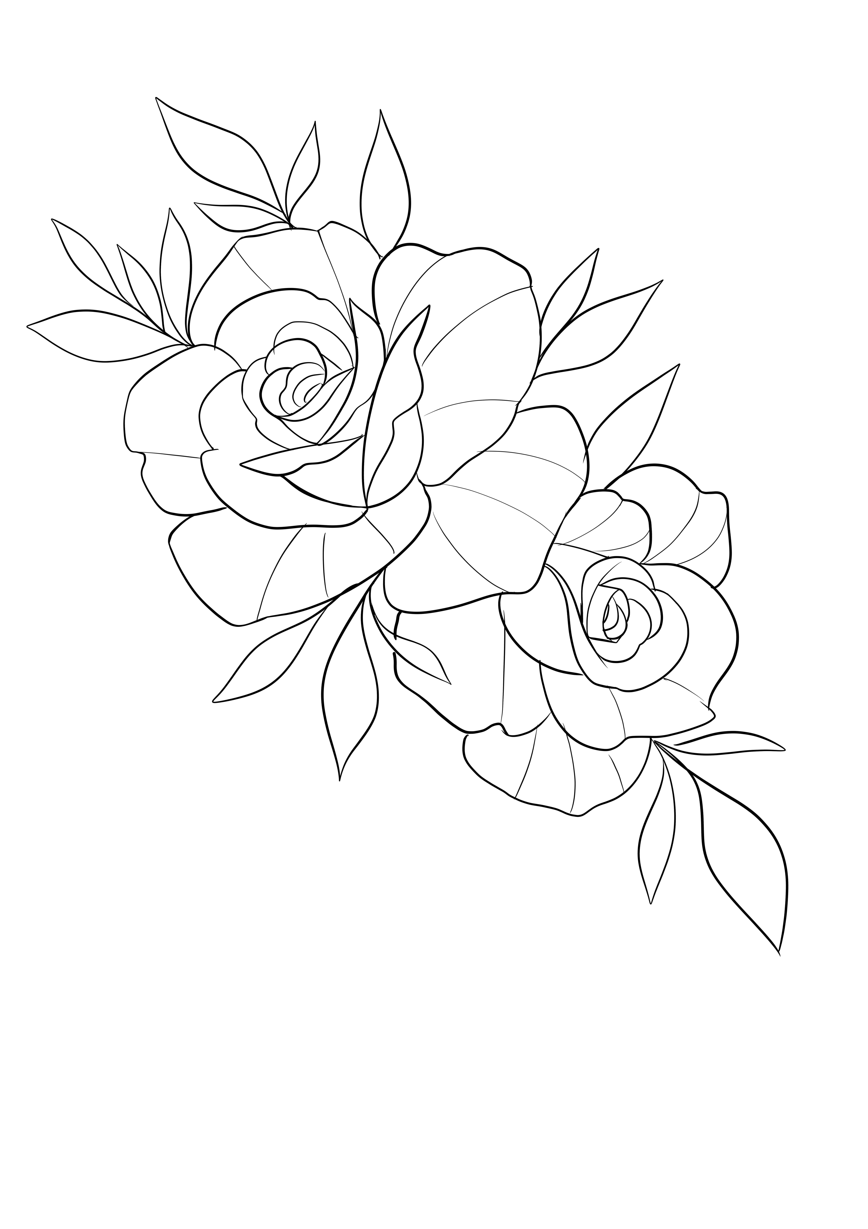 Rose Tattoo Drawing Rose Drawing Tattoo Roses Drawing Flower Drawing