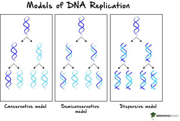 Semi Conservative Dna Replication Mcat Biology Medschoolcoach