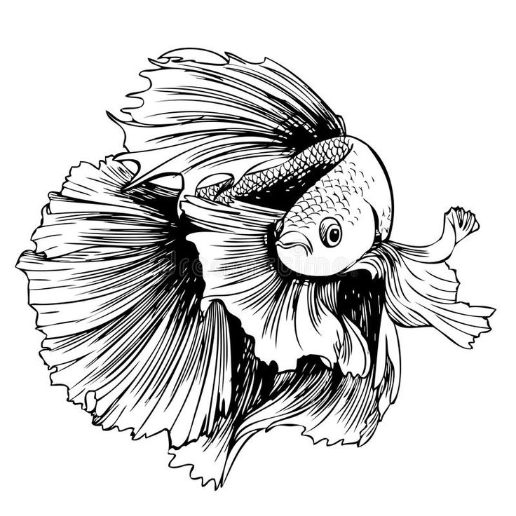 Siamese Fighting Fish Betta Fish Tattoo Love For Tattoo Pinterest