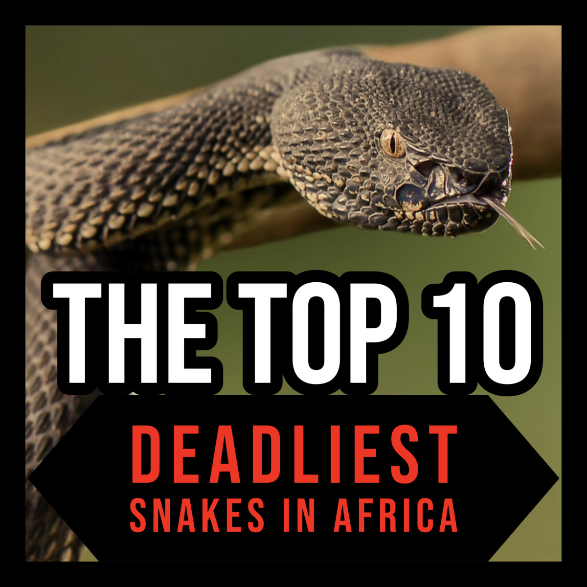 The Top 10 Deadliest Snakes In Africa Owlcation Nbkomputer