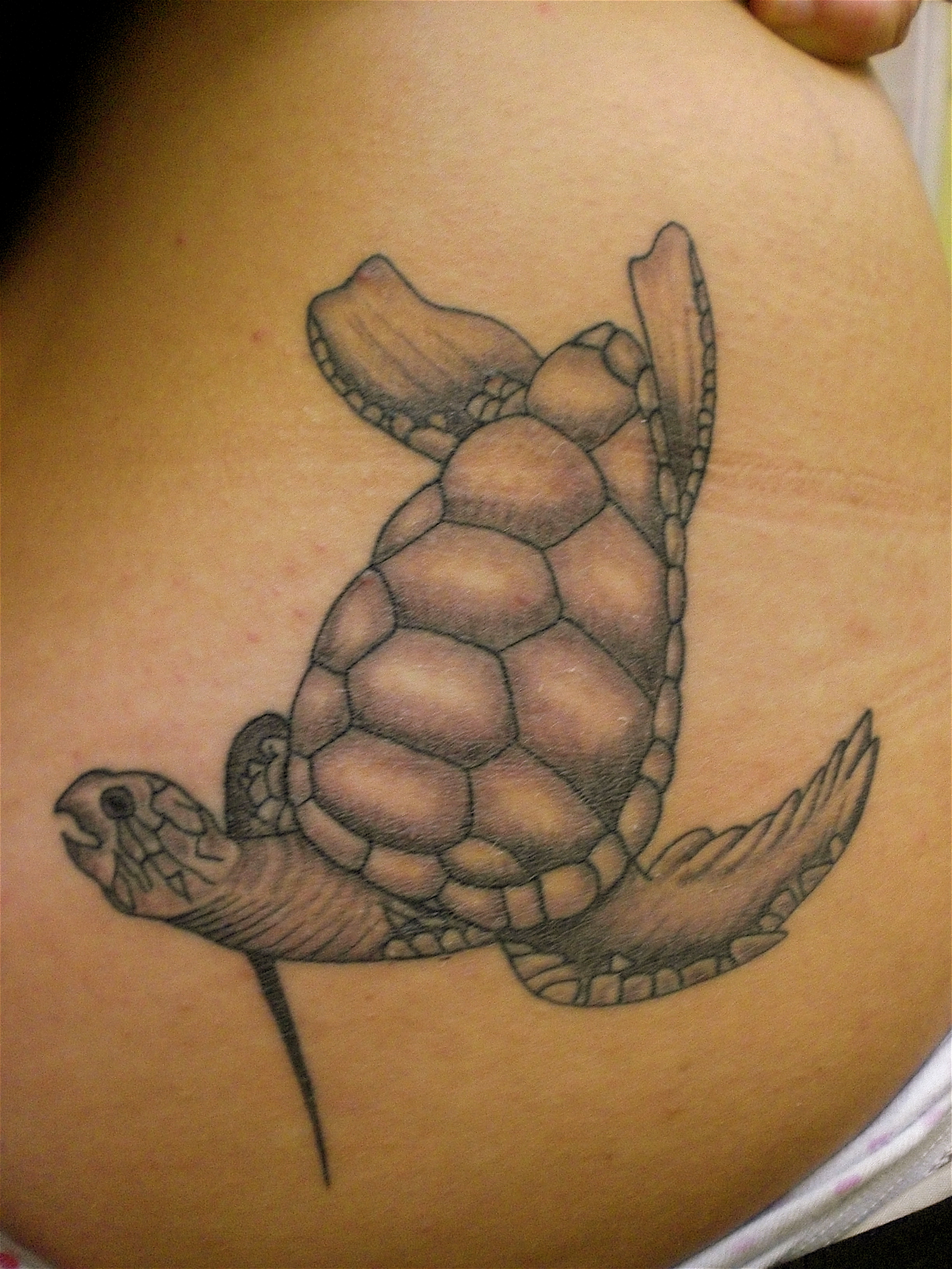 Turtle Tattoos Designs Ideas And Meaning Tattoos For You