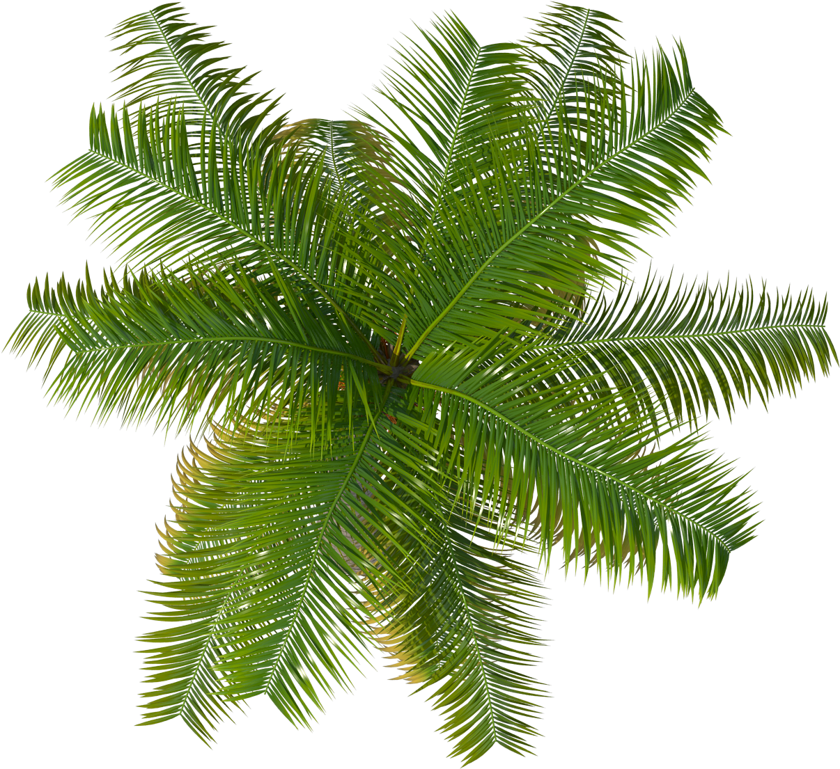 View Palm Tree Tattoo Meaning Png Ceritakehidupansaia