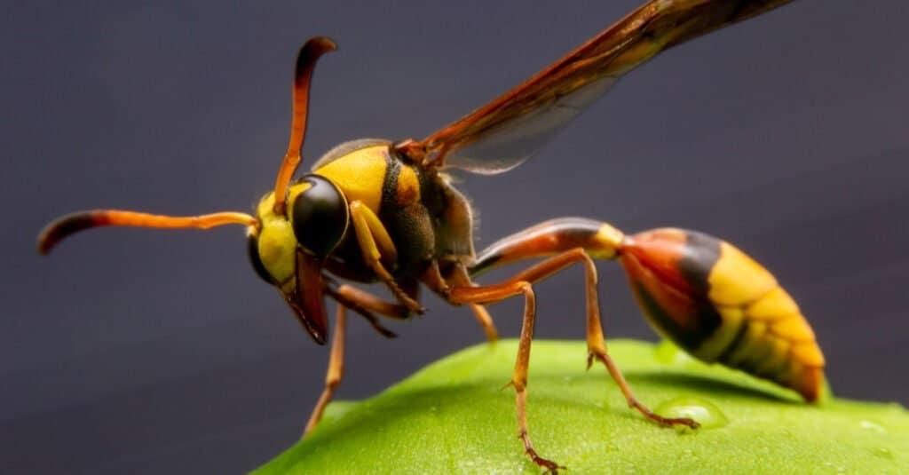 Wasp Vs Yellow Jacket 5 Key Differences Explained Imp World